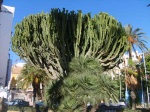 Cactus_resized__2_